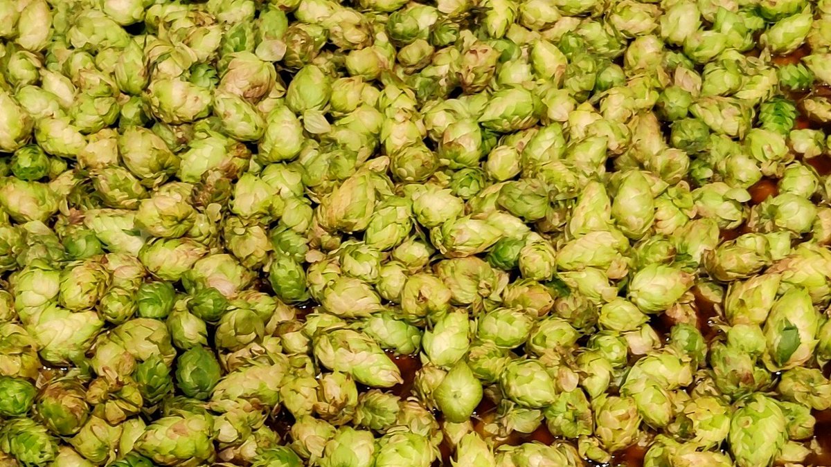 Coming soon! Wolf Spirit IPA Wet Hop Edition. This very special beer will available at the taproom starting Thursday, September 23.