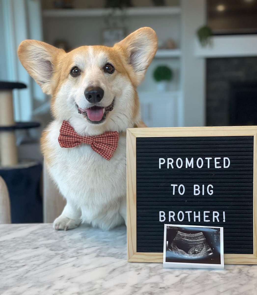 CommunityCorgi's tweet image. Who love this?🥺
Follow us👉 for more content! 😻🥰
 
❤️Double tap⁣❤️
_
_
#CorgiCrew #Corgi #corgiofTwitter