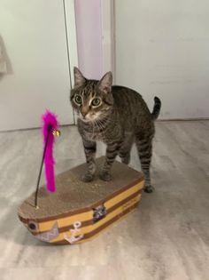 I gots prezent fur my burfday and I iz so happy! Tank u fur the prezent! hashtag!