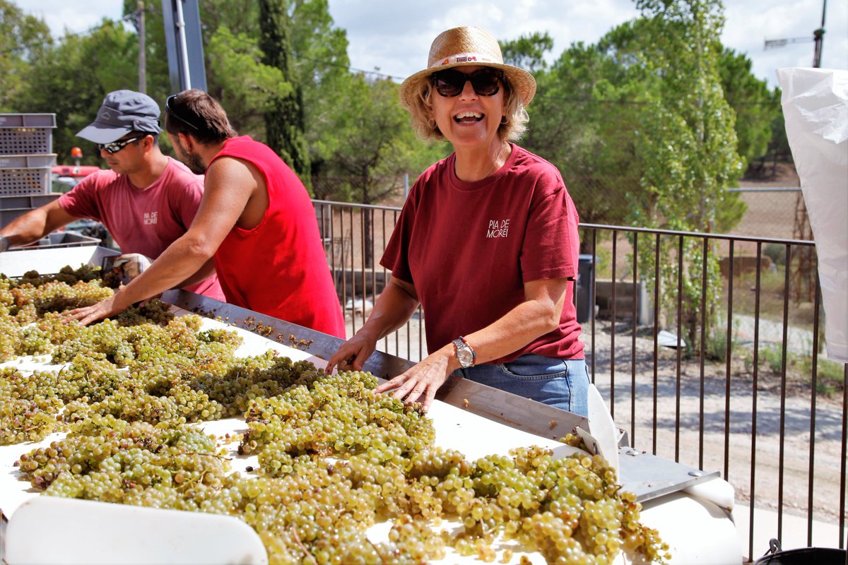 Avui he visitat una viticultora d’alçada del Celler <a href="/plademorei/">Pla de Morei</a> que dirigeix la Mercè Sangüesa, situat a 450 m. a la Torre de Claramunt, però amb vinyes entre l’Anoia i el Penedès, de Carme a Sant Joan de Mediona.
Seleccionaven a mà, la collita d’avui de la varietat chardonnay.
