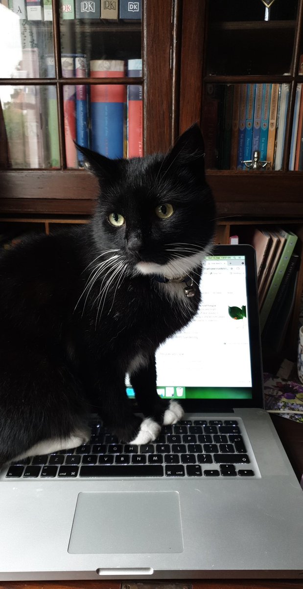 EllainaBee's tweet photo. Time to stop studying I guess. #CatsOfTwitter https://t.co/C1jQXD6JAI