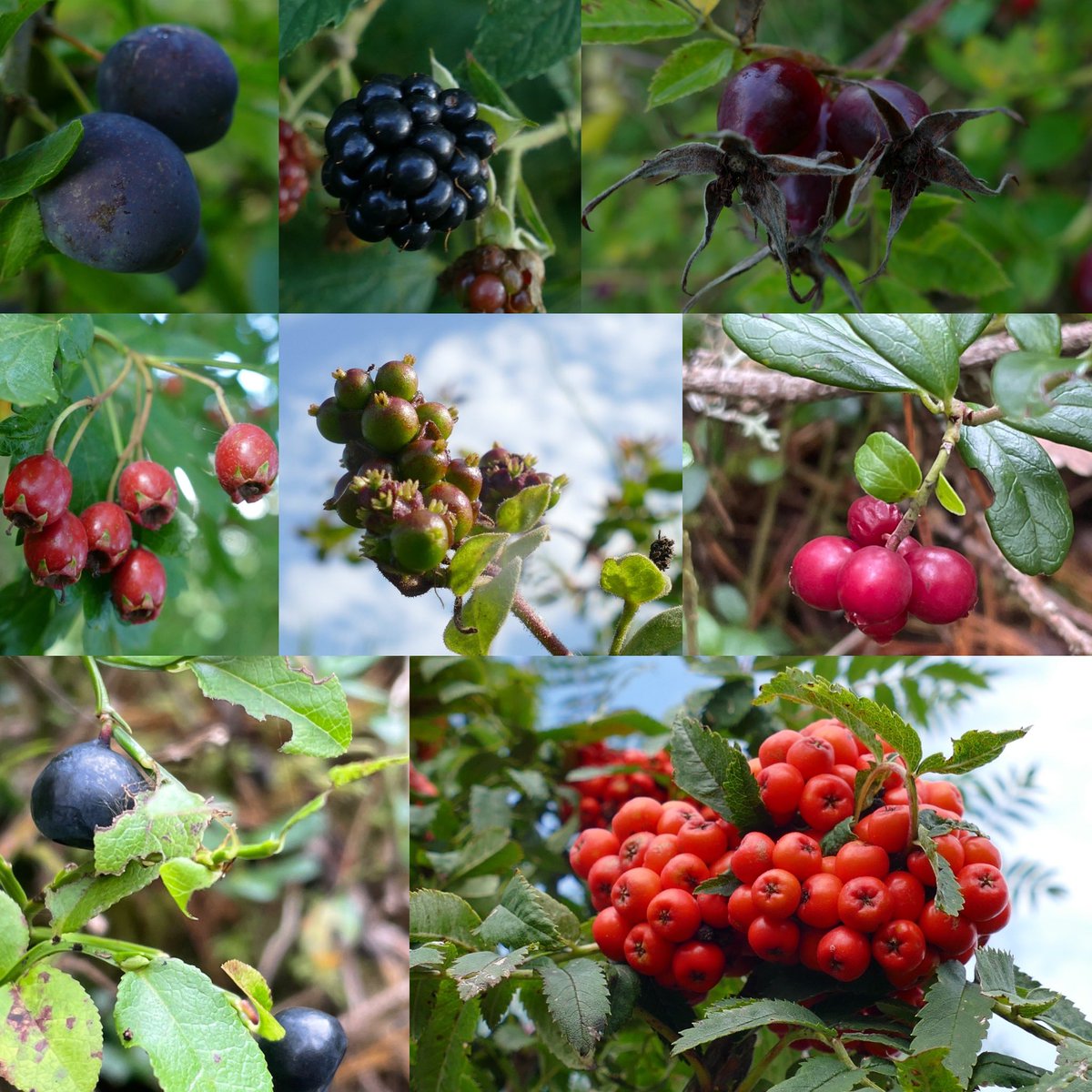 What a wonderful theme for tonight’s #wildflowerhour 😊 I spotted many #fruits this week on my wanders 🌿#sloes #brambles #dogrose #hawthorn #honeysuckle #bearberry #billberry #rowan well wishes from #Perthshire #Scotland <a href="/wildflower_hour/">wildflowerhour</a> <a href="/BSBIbotany/">BSBI: Botanical Society of Britain & Ireland</a> <a href="/PlantlifeScot/">Plantlife Scotland</a> <a href="/BiodynamicUK/">Biodynamic Assoc UK</a>