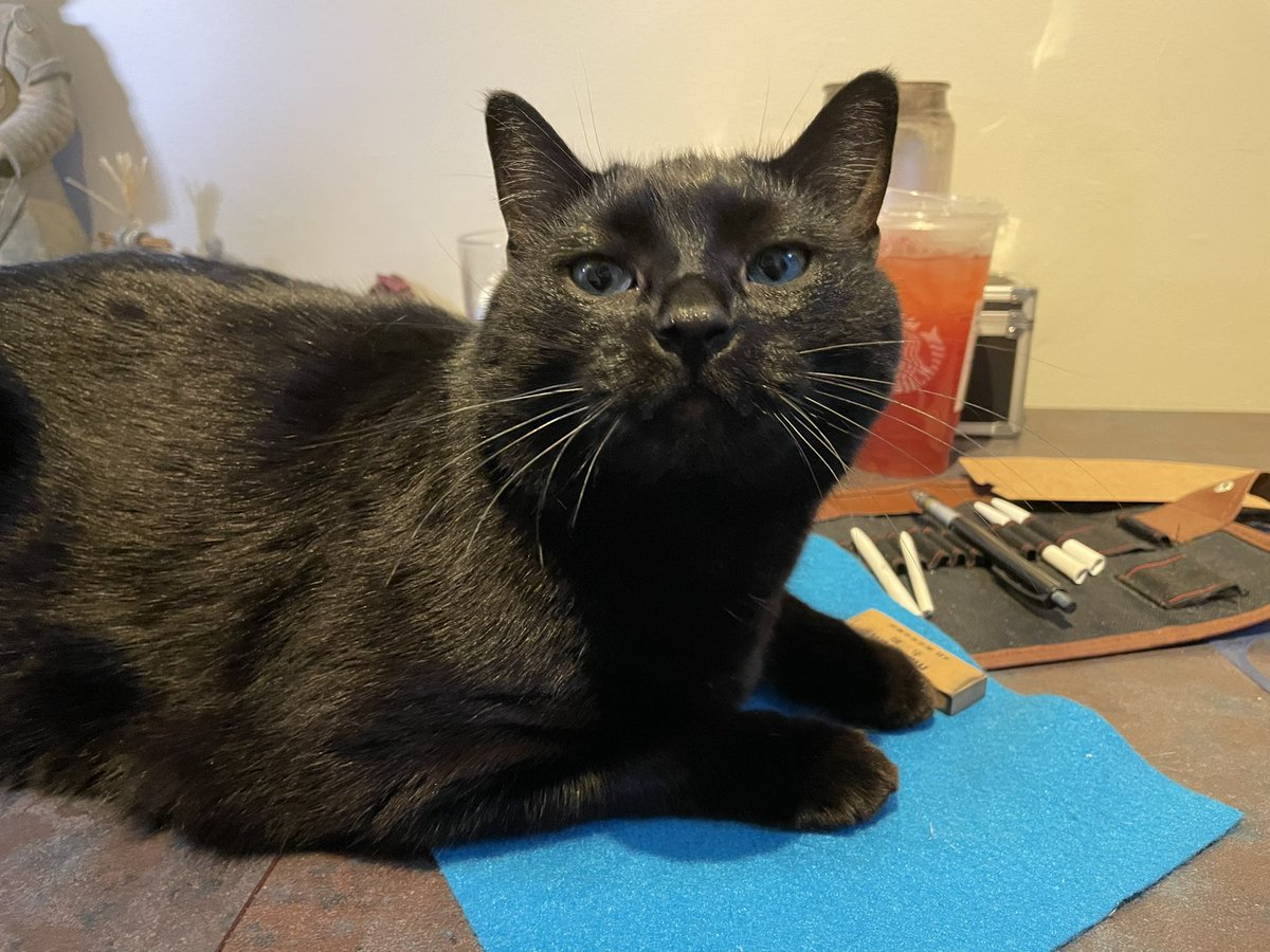 ShonnaTheWhite's tweet photo. My cat does not respect my craft! I can’t get to my pencils. #Artistandwriter https://t.co/95a1TDc6PP
