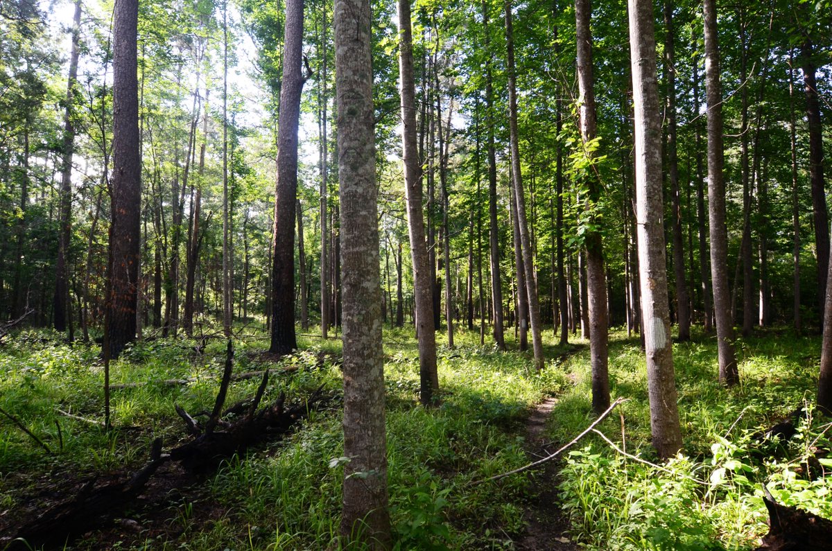 TXForestService's tweet photo. 👉 For a self-guided walk through a forest, listen to our #TreesAreKey episode “Our 5 Senses Are Key” at https://t.co/pr6u0AL5sW. #HealthyTreesHealthyLives #ForestBathingDay https://t.co/2gTN67aPtD