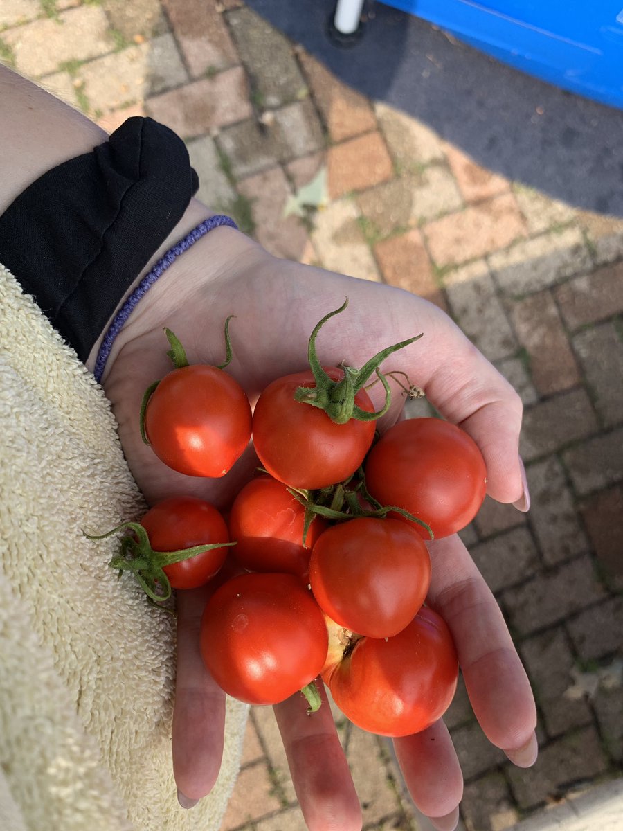 strap_h03's tweet image. I want to square up and swing first on the guy who sold me my tomato plants and told me they were “huge beefsteak tomatoes” 

No sir, WE now have beef.