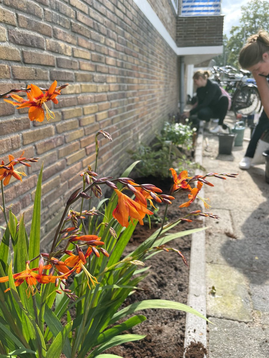 Hoograven is weer een stukje groener geworden vandaag. Dat hebben de bewoners van de Ruygenhoeklaan goed geregeld! #groen #gevelgroen #vergroenjebuurt #initiatievenfonds #hoograven #ruygenhoeklaan #utrecht