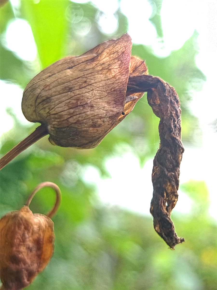 #wildflowerhour Calystegia. Spew from cup