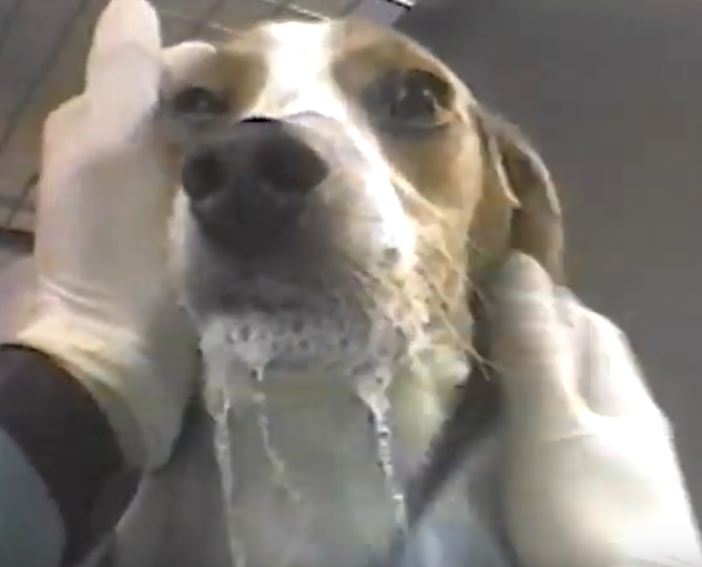 LOOK !! - <a href="/PeterEgan6/">Peter Egan</a> 's Petition has nearly 72,000 signs now! 
SIGN (if you haven't) Keep RTing. Keep SHARING! 
#UKGov. Change the law to include #laboratory animals in the #AnimalWelfareAct. 
Don't forget 2 of you can sign using the same email address.
petition.parliament.uk/petitions/5917…