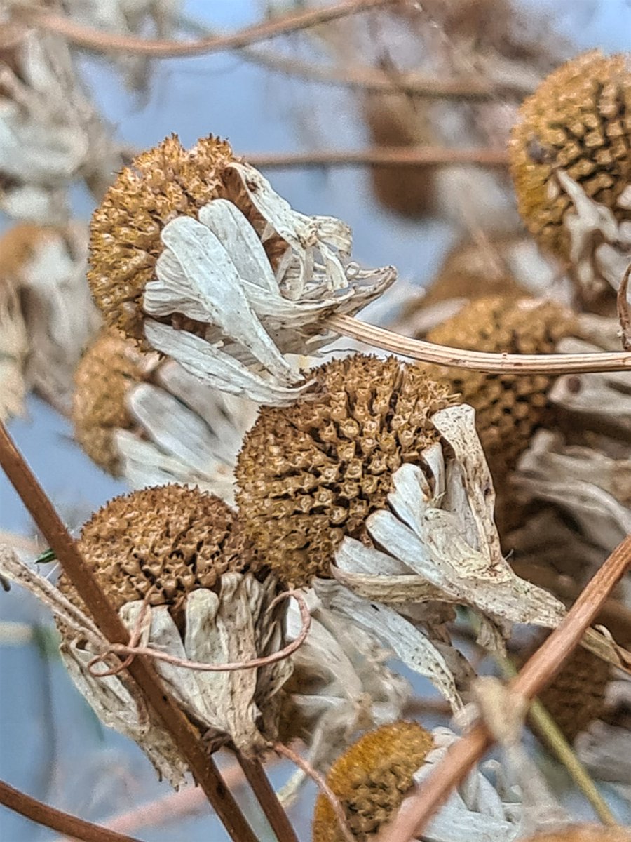 #wildflowerhour Matricaria chamomilla