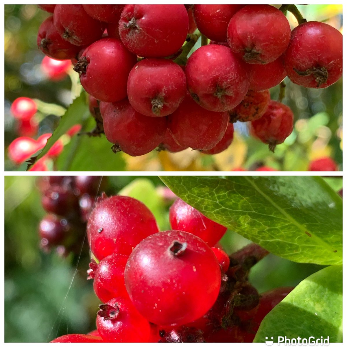 #WildFlowerHour Rowan and Honeysuckle berries.