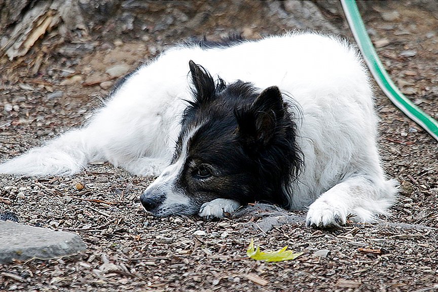 Finally a cool morning with clean air! Sitting outside to enjoy it. #SundayFeeling #ReddingCa #ReddingDogs