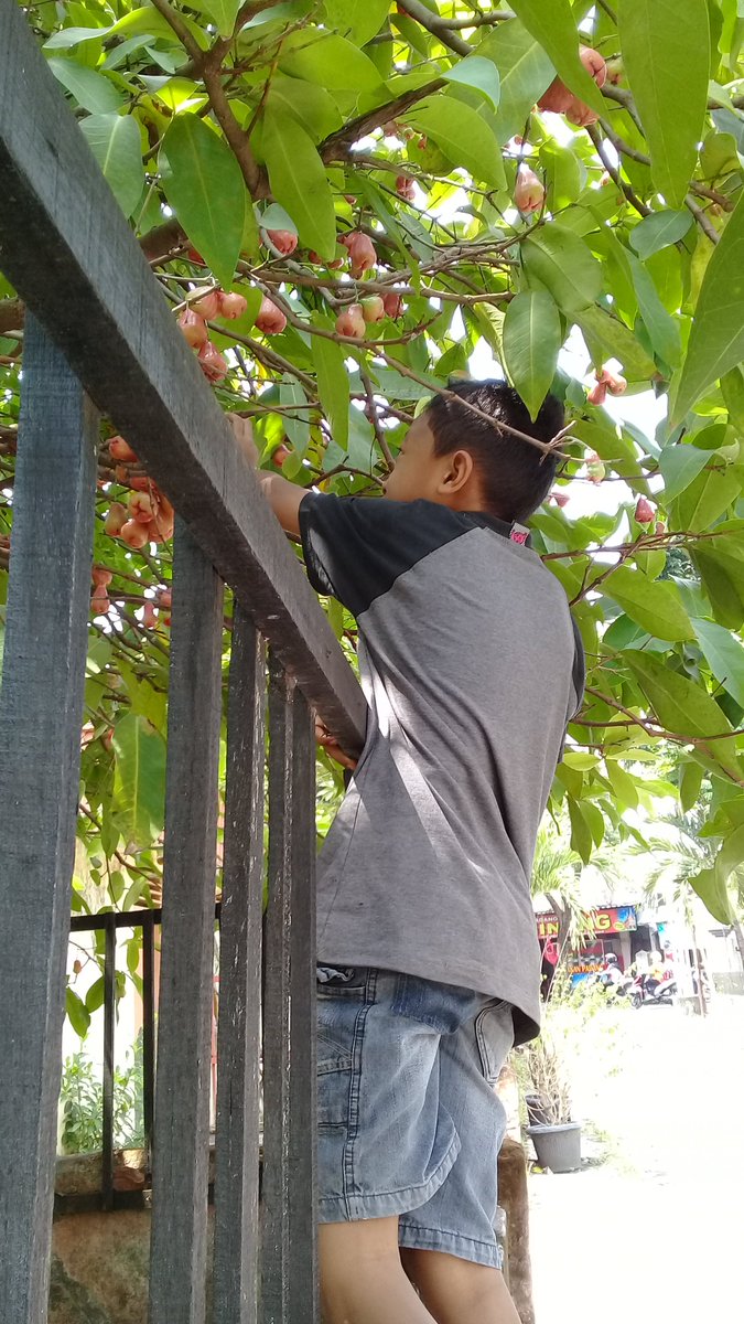 LIndahku's tweet photo. Klo ambil didalam pagar jambu sendiri..klo ambil diluar pagar brati anda tk permisi😆 https://t.co/vTxMotVDK3