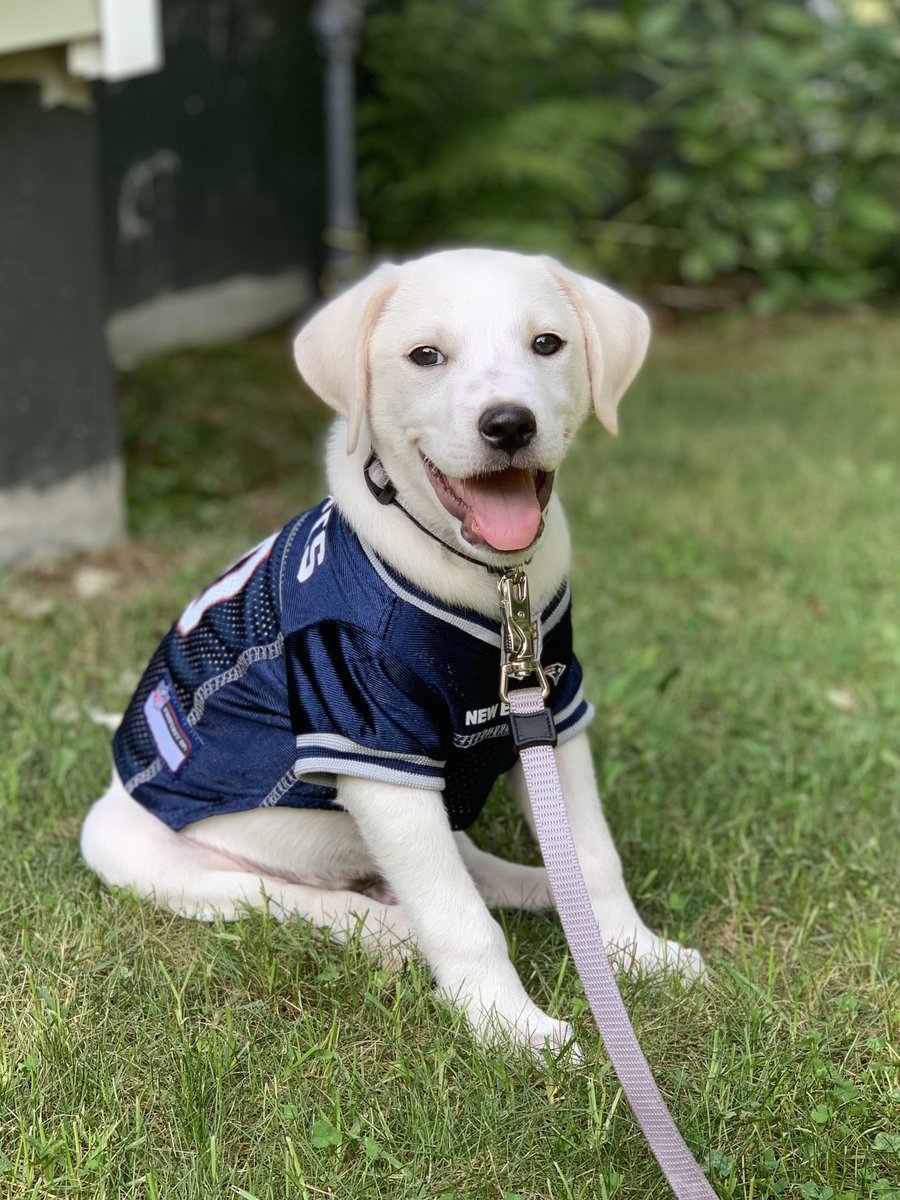KMRPhoto's tweet photo. Koyo says go @Patriots!! 🏈 https://t.co/99VSvLQmQu