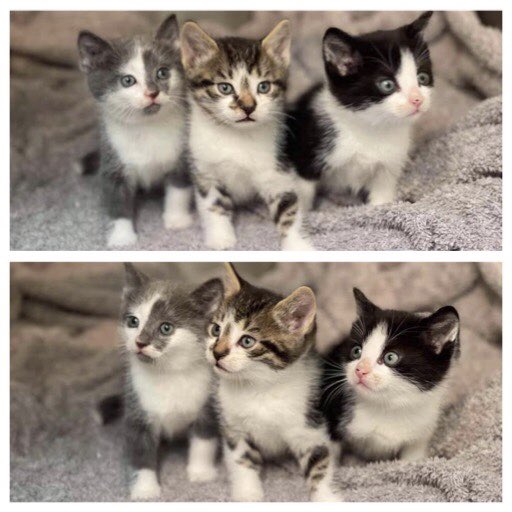 Three more wee ones in
fixedfurlife.com