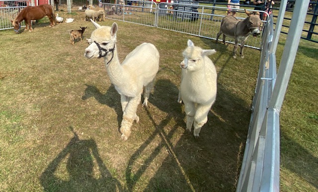 erworch's tweet photo. Carousel Acres has some adorable animals here today! Especially the mama and baby alpaca 🥰. (Pricing set by independent business owner.) https://t.co/mzUDBKbyWS