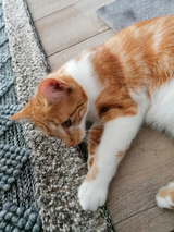 🌞 HERENIGD!
KAT NISSA (chip)
jonge poes, rood/wit
#HATTEM #GE  
#DHver 24/4/21 facebook.com/DeHerenigingGe…