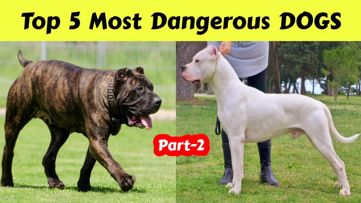 thefactogant's tweet photo. Top 5 Most Dangerous Dog Breeds In The World, Part-2      #thefactogant

For watching the video &amp; more subscribe on Youtube 👇👇
https://t.co/074a6lfrxW
Instagram 👇👇
https://t.co/69Bt3BYzGV
Facebook 👇👇
https://t.co/QQnxPCAO26

#top5mostdangerousdogs  #dog https://t.co/6hvHD5ydNL