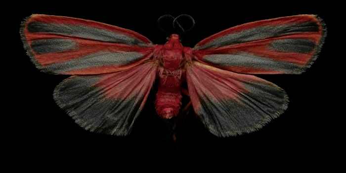 red moths