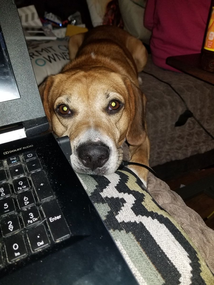 HermiesKitchen's tweet photo. Got any treats? #rawfeddog #rawfed #rawfeeding #dogsofinstagram #rawfeddogsofinstagram #rawfeedingcommunity #dog #puppylove #realfood #speciesappropriatediet #dogtreats #feedfresh #healthydogfood #petfood #poweredbyraw https://t.co/OZNXpJiM8Z