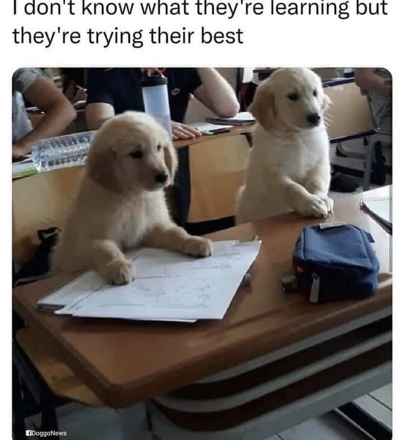 WholesomeMeme's tweet photo. https://t.co/XGFNwLVp9h