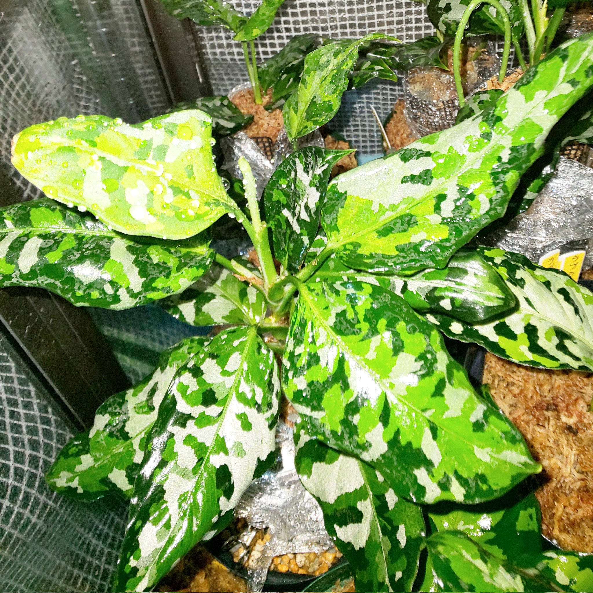 高級観葉植物 アグラオネマピクタムアンダマン普及協会 メルカリで子株 芋販売中 アグラオネマピクタム アグラオネマ モンステラ デリシオーサ オブリクア マドカズラ 斑入り 観葉植物 塊根植物 熱帯植物 コーデックス ハオルチア チランジア