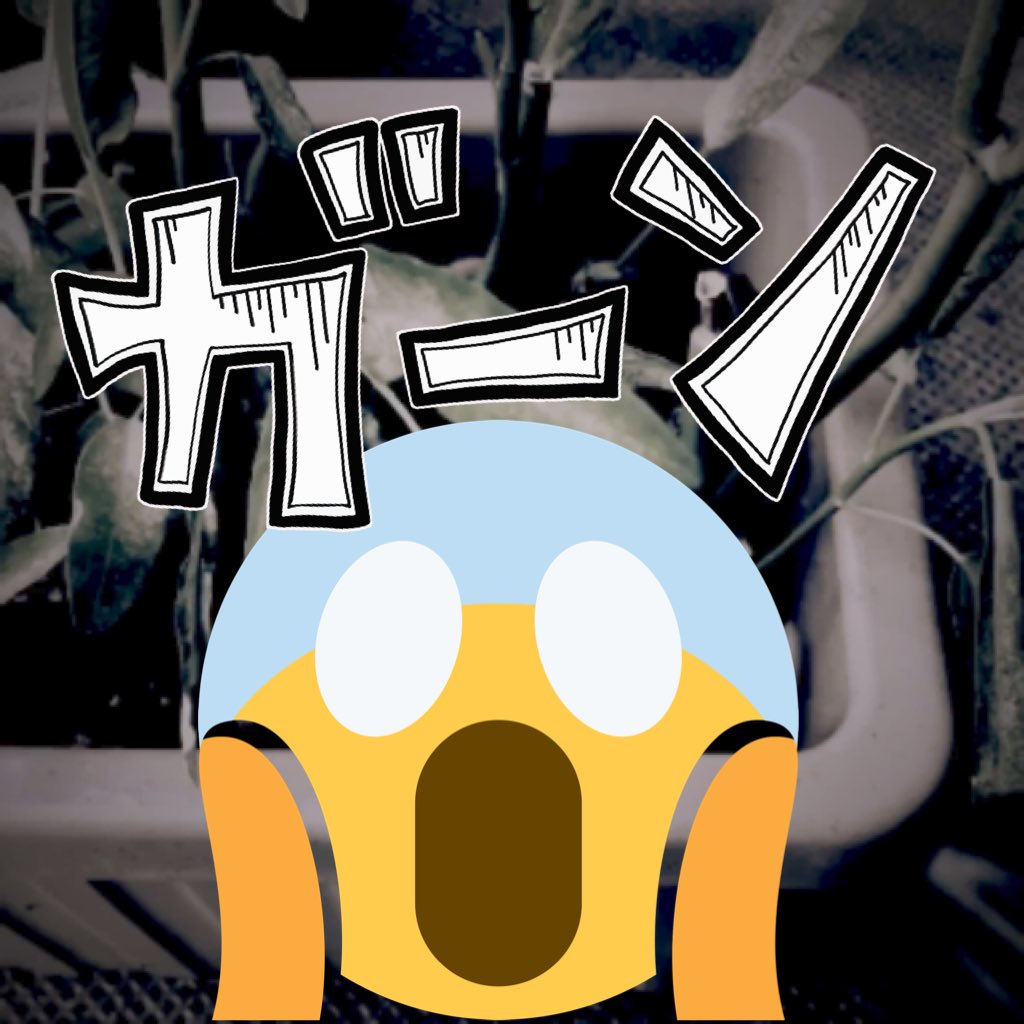 Top Tweets For あさがお菜 Instalker