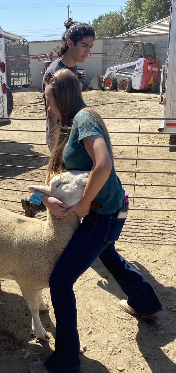 KVHSBroncs's tweet photo. Kern Valley FFA was busy this weekend! Mr. Sharp, Ms. England and Ms. Hughes along with KV students working on Saturday with Pavletich family to strengthen the quality of our flock. #kvstrong #kvffa @KHSD_Official https://t.co/zRY25ydzUN