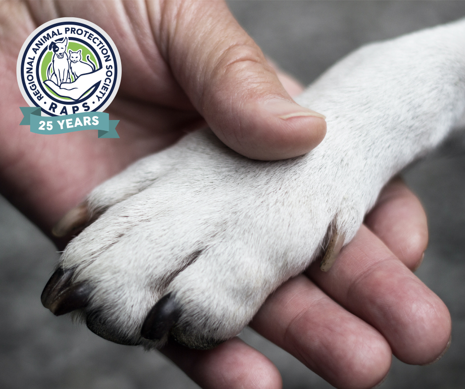 Today is National Pet Memorial Day. Pets play an important role in our lives. Take a moment today to remember your pets who have passed. 🐈❤️🐕🌈❤️