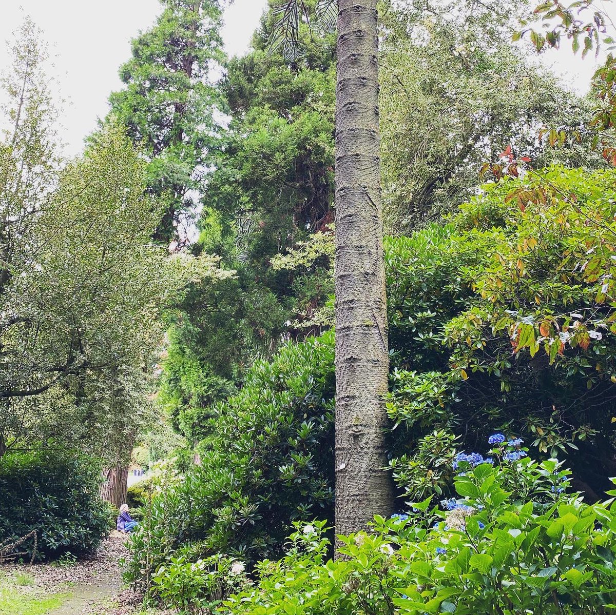 Highland_QL's tweet photo. Lovely first session at @StirUni this morning, lots of focus on textures and the stillness of sitting.
.
#forestbathinguk #foresttherapyguide #naturetherapy #naturehealsthesoul #mentalhealthmatters @anft_europe @ThinkNature_ https://t.co/iMVwQclccp