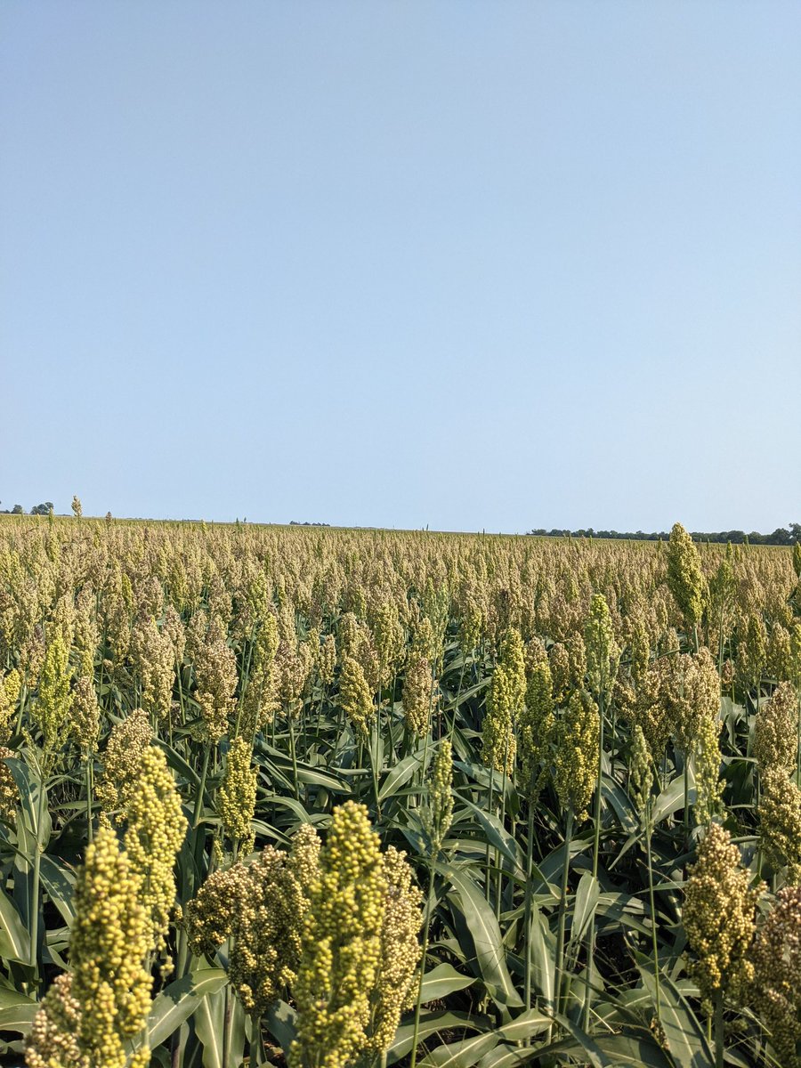 Getting some color on Dekalb 2907. Planted double crop after wheat June 30. We haven't raised milo in years but the market talked us into some.