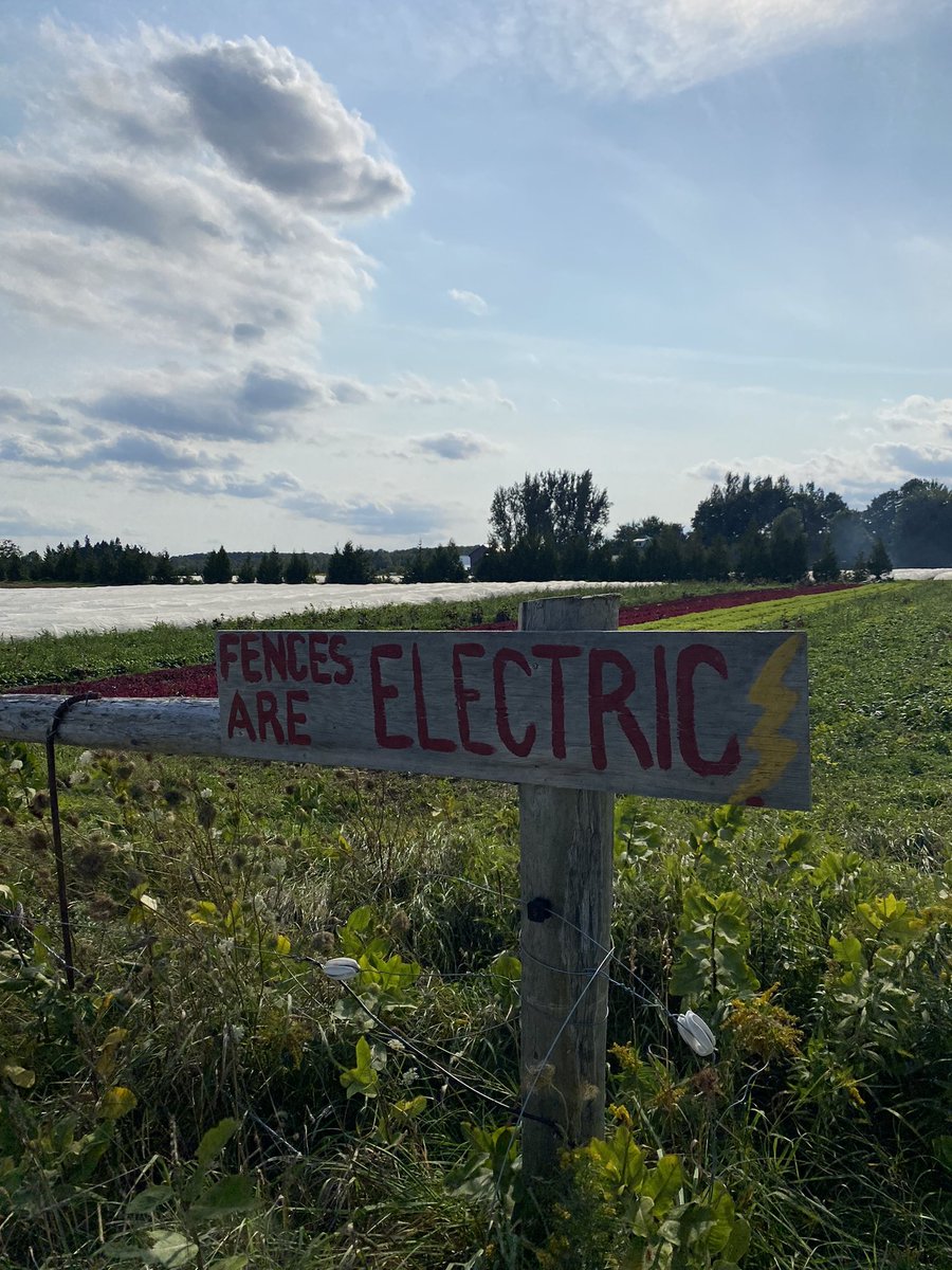 nick saul tweet media