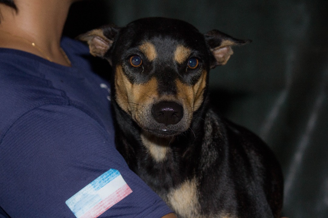 IAPWA's tweet photo. APPEAL: Cola may look like a healthy little dog but sadly she's suffering with severe tick fever &amp; TVT (a type of canine cancer). She was abandoned on the streets because of this 💔 Please support her life-saving chemotherapy treatment with a kind donation https://t.co/f7QghblgMd https://t.co/LFGz1g2onY