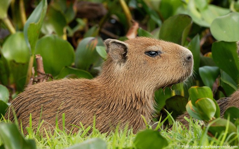normalassguys's tweet photo. the brown haired guy of the day is the capybara from real life! https://t.co/mkeBxlPTqc