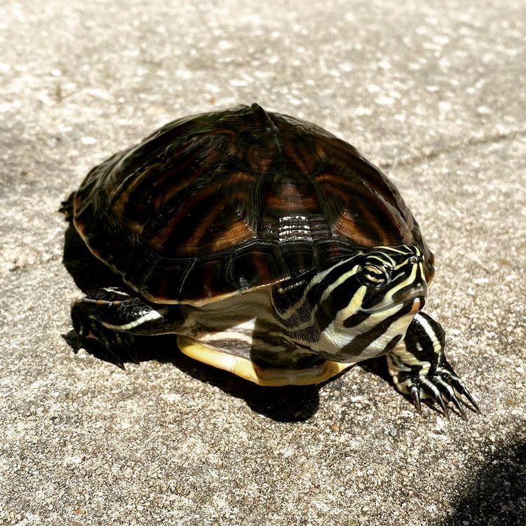 Cara Maré tweet media