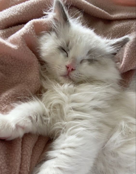 🐱💤 #HappyYeonjunDay #연준생일 <a href="/TXT_members/">TOMORROW X TOGETHER</a>