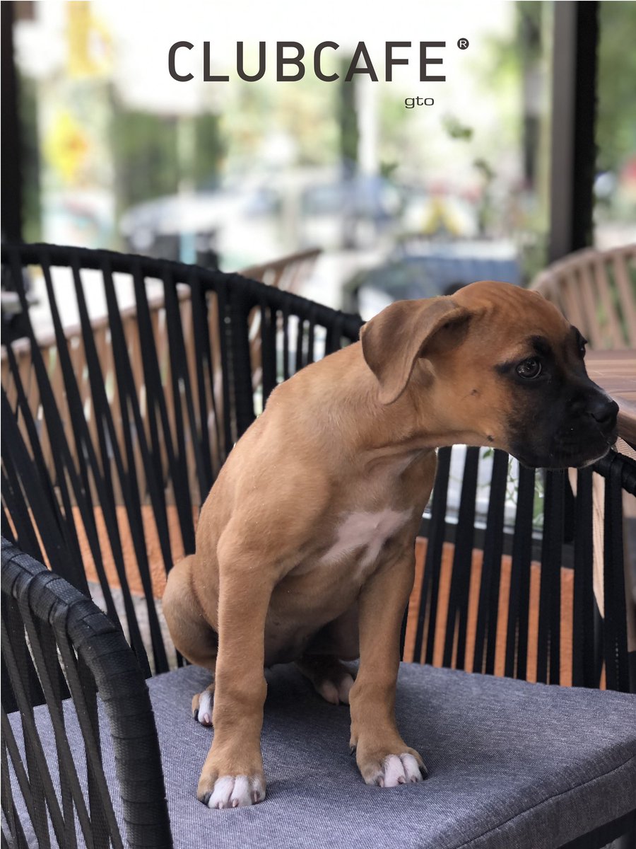 ClubCafeGto's tweet photo. Deslicen ➡️ para ver a Frida preguntando la diferencia entre el club sándwich tradicional y el de la casa. 

Amamos los clientes de 4 🐾 

#ClubCafe #gto #petfriendly #guanajuato_mx #frida #boxer https://t.co/tfCo5dPxgH