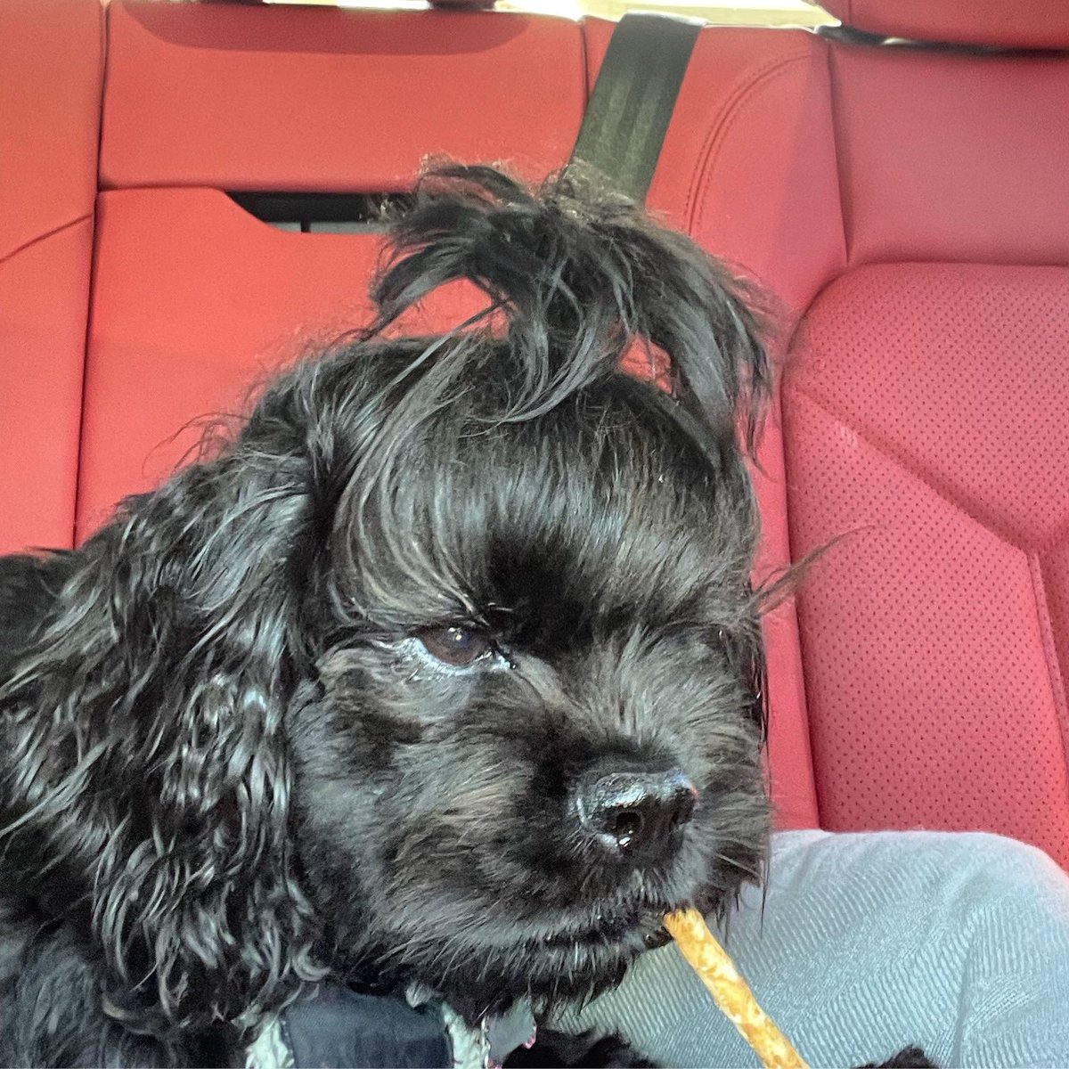 KatrinasTrigger's tweet photo. I’m very serious about this chewy business. #NoHide @EarthAnimal1979 #GoodGirl #CockerSpaniel #CuteDog #BackSeatDriver #DogHairdo #ponytail #girlsbestfriend https://t.co/18vzNYE2Vl