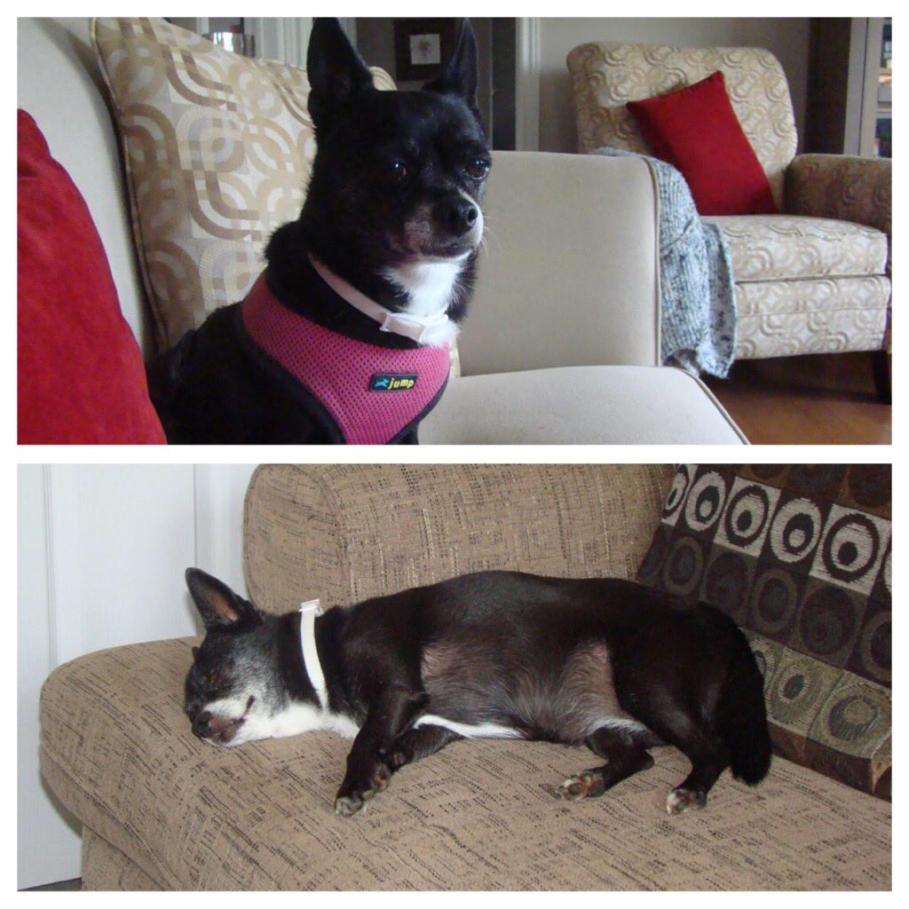 A lovely update for Little Myah. Her owner had passed away and we were asked to facilitate finding her a home. Shown here Happy and settled.
 “We are so enjoying her. She is just a little sweetie. Here is a picture of her just shortly after she arrived to us.”