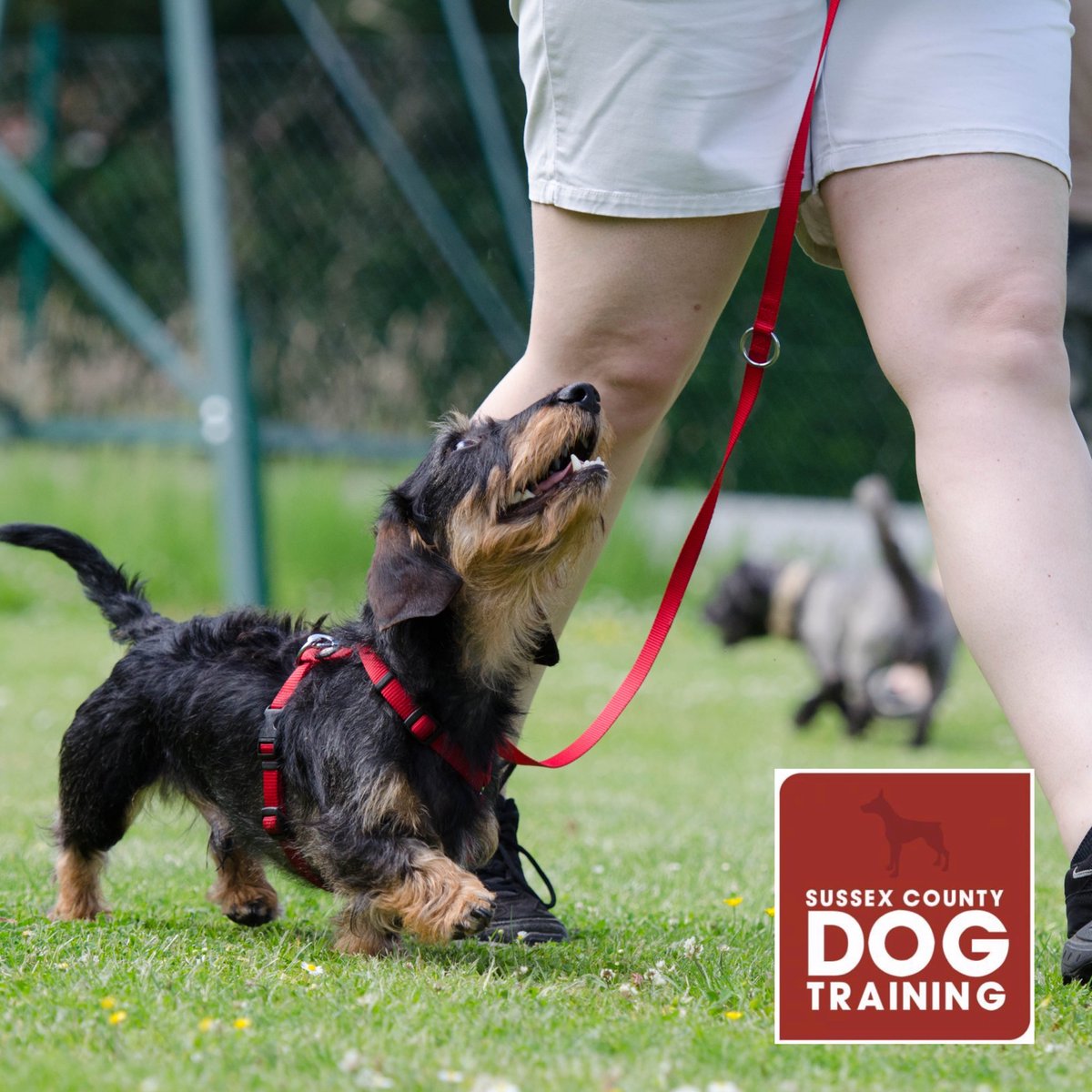 SCDogTraining's tweet photo. New Puppy Classes starting soon! 
https://t.co/xtg3KLpADa https://t.co/DeMaWfrOsQ