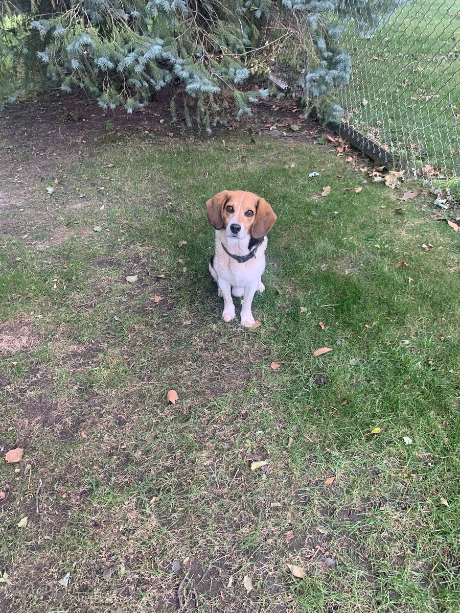 CoachSierra1326's tweet image. When you go out to work on the XC course at White Pine and you end up with a dog #Sierraproblems