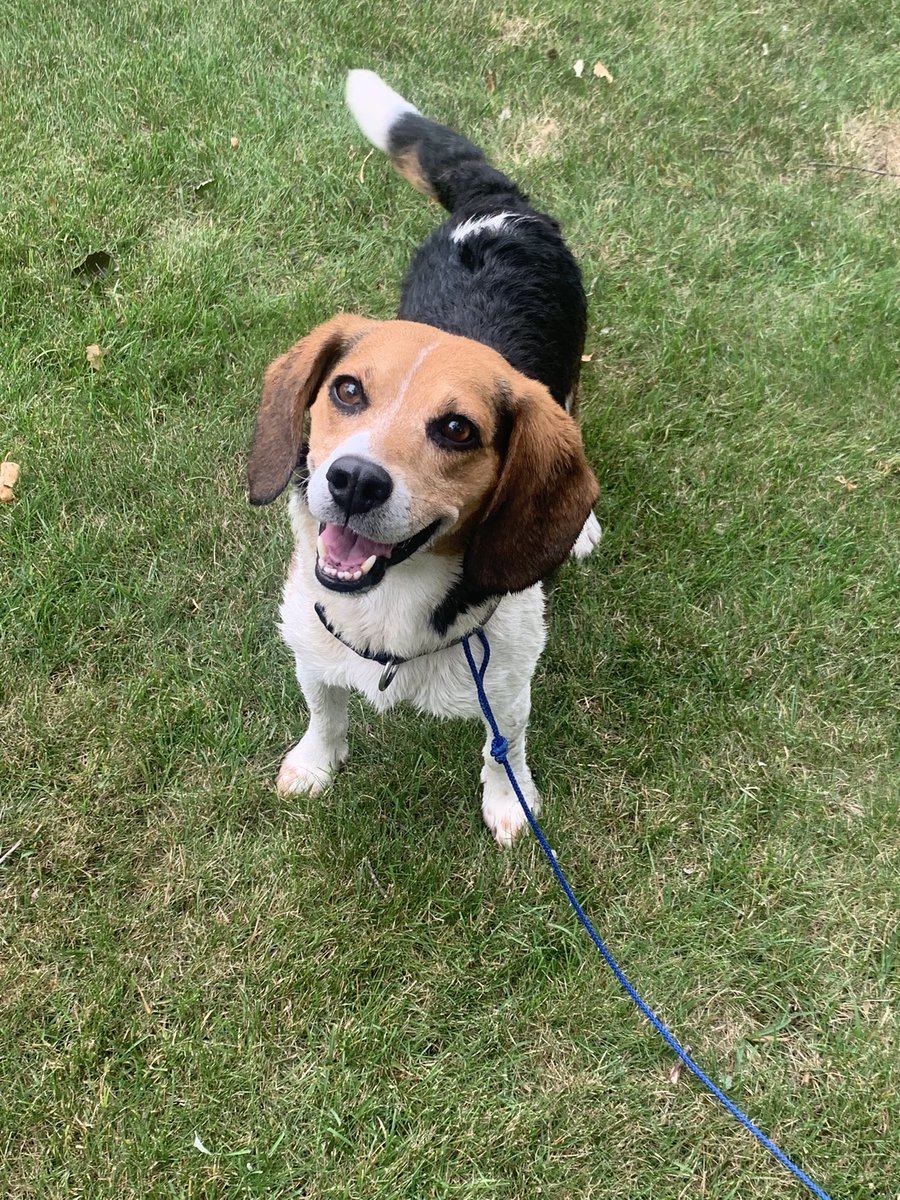 CoachSierra1326's tweet image. When you go out to work on the XC course at White Pine and you end up with a dog #Sierraproblems