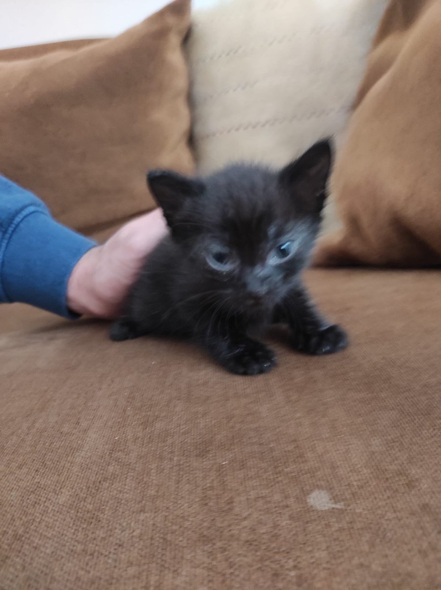 Bu yavruyu sokakta gözleri enfeksiyonlu halde bulduk ve temizledik. 1-1.5 aylık olduğunu tahmin ediyoruz. Kendisine iyi bakacak ve sevgi gösterecek birine sahiplendirmek istiyoruz. Yayılması için yardımcı olursanız sevinirim. Konum Kadıköy.