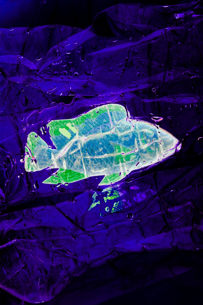 feri_pengok's tweet image. New drop

To Submit @nftphotographer @P46Gallery @OFFONGALLERY @Ephimera_com @NFTPA_ @nfturban 

&quot;Survive&quot;

Nft Photography
/10 editions

hicetnunc.xyz/objkt/297094

@onhicetnunc @hicetnunc2000 

#nft #nftopencall2 #hicetnunc2000 #Tezos #nftphotography #nftcollector