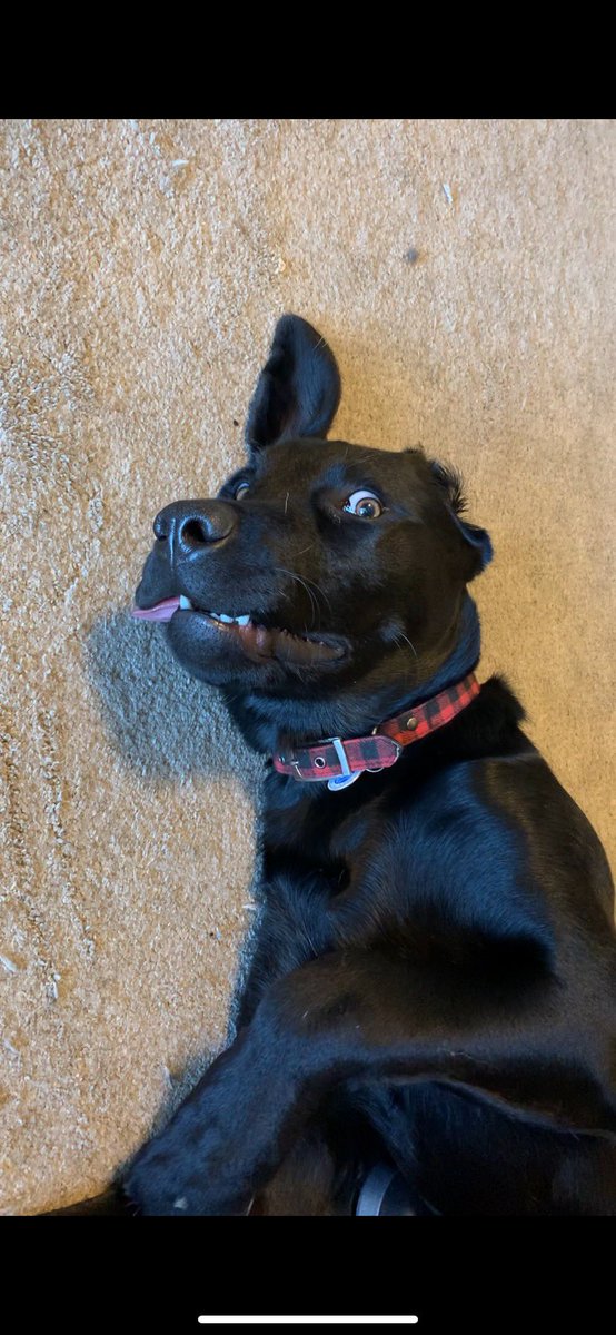 Splattercat tweet media