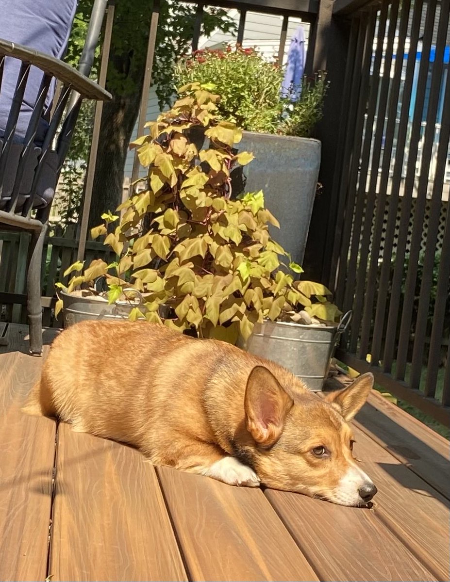 RubyCorgi's tweet photo. Is tomorrow Monday already? #shortweekend https://t.co/fbbslOrYti