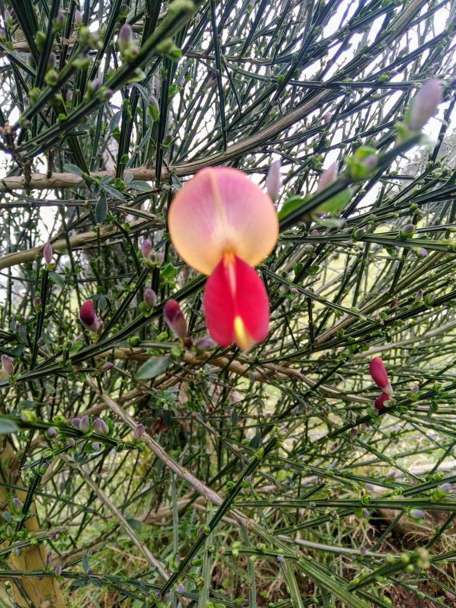 Pao_moraga's tweet photo. #Retamo abrió su primera flor! https://t.co/KnkCja8D03