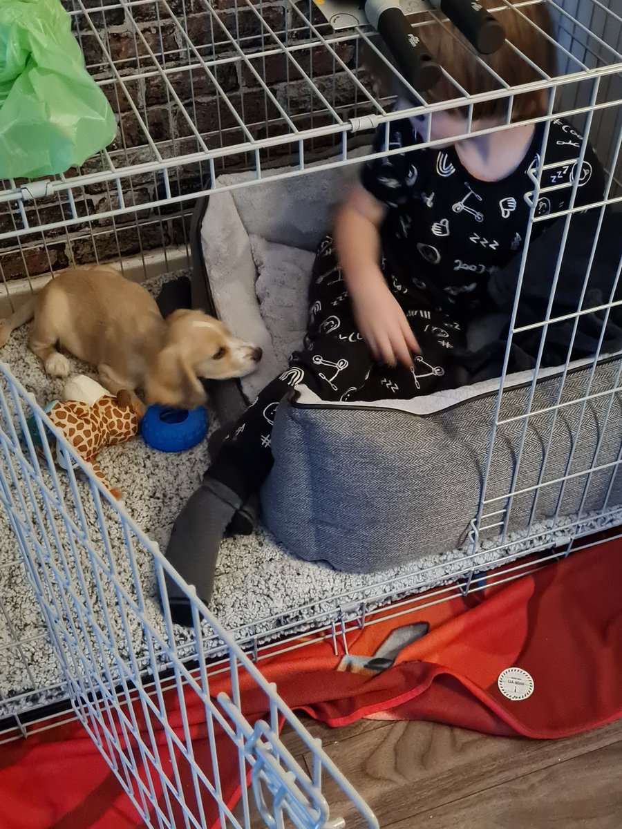 Che Guebeara 🏴󠁧󠁢󠁳󠁣󠁴󠁿 🍀🏆 🐻 tweet media