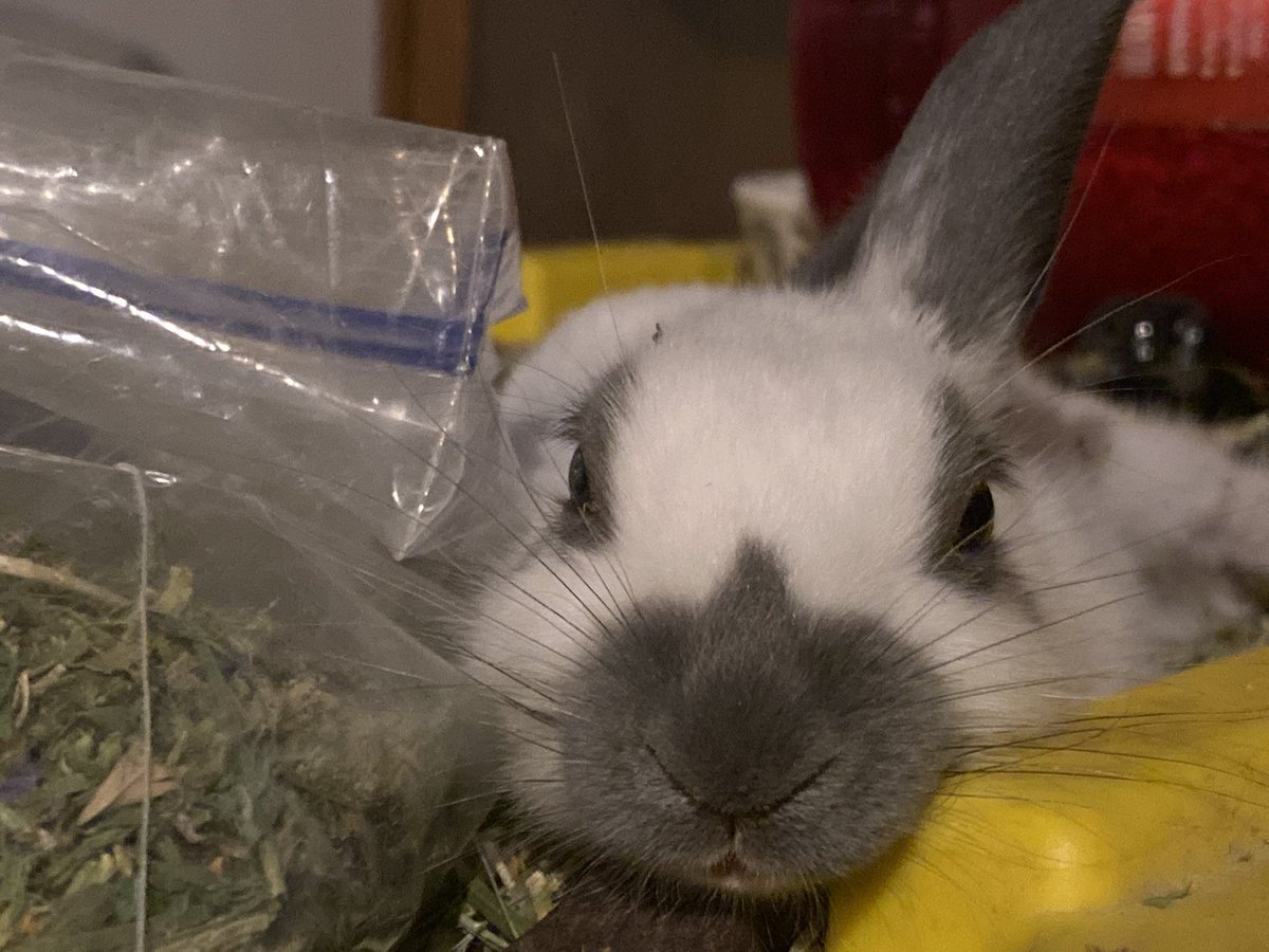 The bottle baby is contemplating his snack bag.