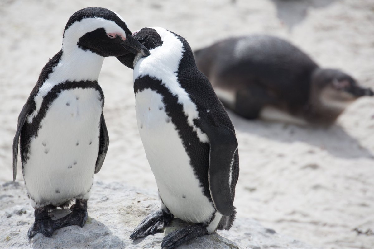 Жил был пингвин. Ослиный Пингвин. Очковый Пингвин. Очковые пингвины в Африке. Южноафриканский Пингвин.