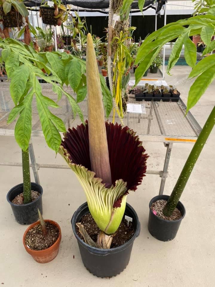 kunhm's tweet photo. KU #CorpseFlower update from KU Greenhouse Manager Sam, who is doing a tremendous job caring for it! 🎉 It is blooming tonight! 👀  #KUCorpseFlower https://t.co/OiBSaRtHmD